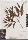 Foto von Salix fragilis L.